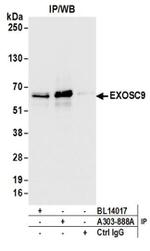 EXOSC9 Antibody in Western Blot (WB)