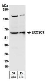 EXOSC9 Antibody in Western Blot (WB)