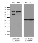 EZH2 Antibody in Western Blot (WB)