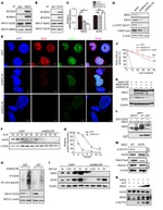 EZH2 Antibody in Western Blot (WB)