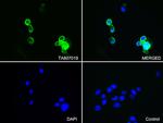 EZR Antibody in Immunocytochemistry (ICC/IF)