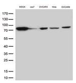 EZR Antibody in Western Blot (WB)