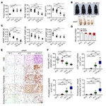 Endomucin Antibody in Immunohistochemistry (IHC)