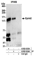 EphA2 Antibody in Western Blot (WB)