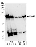 EphA2 Antibody in Western Blot (WB)