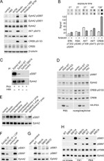 EphA2 Antibody in Western Blot, Immunoprecipitation (WB, IP)