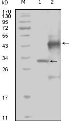 EphA4 Antibody in Western Blot (WB)