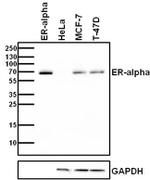 Estrogen Receptor alpha Antibody in Western Blot (WB)