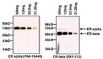 Estrogen Receptor alpha Antibody in Western Blot (WB)