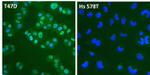 Estrogen Receptor alpha Antibody in Immunocytochemistry (ICC/IF)