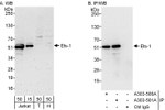 Ets-1 Antibody in Western Blot (WB)