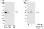 Ets-1 Antibody in Western Blot (WB)