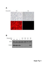 Ezrin Antibody in Immunocytochemistry (ICC/IF)