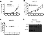 Ezrin Antibody in Western Blot (WB)