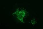 F11R Antibody in Immunocytochemistry (ICC/IF)