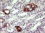 F11R Antibody in Immunohistochemistry (Paraffin) (IHC (P))