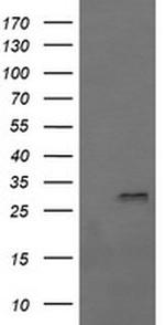 F11R Antibody in Western Blot (WB)