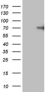 F12 Antibody in Western Blot (WB)