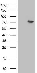 F12 Antibody in Western Blot (WB)