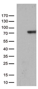 F2 Antibody in Western Blot (WB)