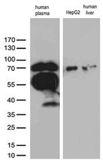 F2 Antibody in Western Blot (WB)