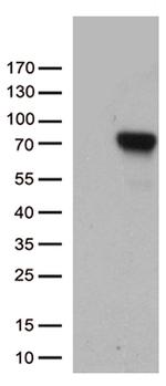 F2 Antibody in Western Blot (WB)