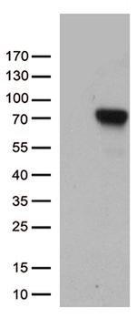 F2 Antibody in Western Blot (WB)