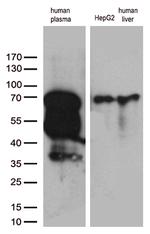 F2 Antibody in Western Blot (WB)