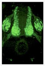 Mouse IgG (H+L) Cross-Adsorbed Secondary Antibody in Immunohistochemistry (Frozen) (IHC (F))