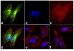 Rabbit IgG (H+L) Cross-Adsorbed Secondary Antibody in Immunocytochemistry (ICC/IF)