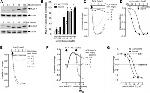 Phospho-MYLK (Ser1760) Antibody in Western Blot (WB)