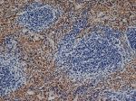 F4/80 Antibody in Immunohistochemistry (Frozen) (IHC (F))