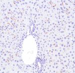 F4/80 Antibody in Immunohistochemistry (Paraffin) (IHC (P))