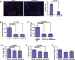 F4/80 Antibody in Immunocytochemistry (ICC/IF)