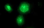 FA2H Antibody in Immunocytochemistry (ICC/IF)