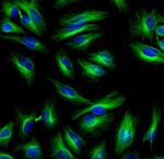 Mouse IgG (H+L) Cross-Adsorbed Secondary Antibody in Immunocytochemistry (ICC/IF)