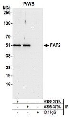 FAF2/ETEA Antibody in Immunoprecipitation (IP)