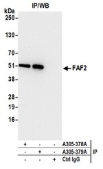 FAF2/ETEA Antibody in Western Blot (WB)