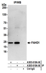FAHD1 Antibody in Western Blot (WB)