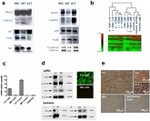 FAK Antibody in Western Blot (WB)