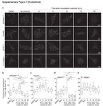 Phospho-Paxillin (Tyr118) Antibody in Immunocytochemistry (ICC/IF)