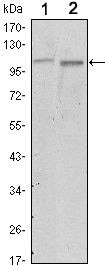 FAK Antibody in Western Blot (WB)