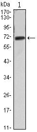 FAK Antibody in Western Blot (WB)