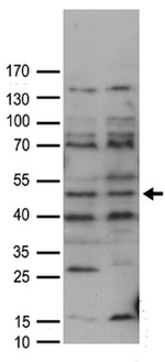 FAM175A Antibody in Western Blot (WB)