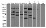 FAM175A Antibody in Western Blot (WB)