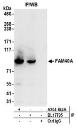 FAM40A Antibody in Western Blot (WB)