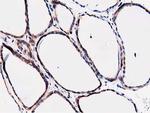 FAM40A Antibody in Immunohistochemistry (Paraffin) (IHC (P))