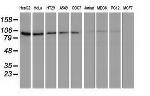 FAM40A Antibody in Western Blot (WB)