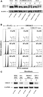 FANCD2 Antibody in Western Blot (WB)