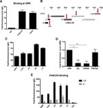 FANCD2 Antibody in ChIP Assay (ChIP)